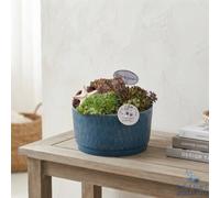 Sempervivum 'izabella' Arrangement - Navy Ceramic Pot, 22Cm