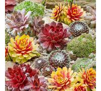 Sempervivum Mix - 6 Plants | Hens & Chicks | Evergreen Outdoor Potted Succulents