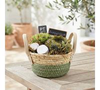 Sempervivum Succulent Arrangement - 19Cm Rattan Pot