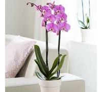 Sendabunch Black Cherry Phalaenopsis Orchid, Twin Spiked Live Moth Orchid | Elegant Indoor Flowering with Belgian Chocolates