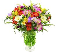 Sendabunch Fresh Mixed Freesia Bouquet with 30 Heaven Scented Stems - Hand-Picked Channel Island Flowers with 8-Day Freshness Guarantee - Perfect for Birthdays, Anniversaries & Special Occasions