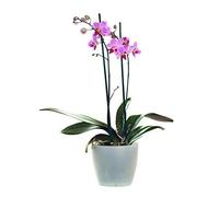 Sendabunch Fresh Phalaenopsis Twin Spiked Purple Live Moth Orchid - Box of Belgian Chocolates Included