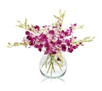Sendabunch Fresh Singapore Dendrobium Orchids Bouquet - 15 Beautiful Stems for a Touch of Eastern Charm - 14-Day Freshness Assurance - Includes a Free Box of Belgian Chocolates