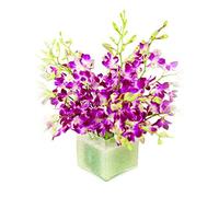 Sendabunch Fresh Singapore Dendrobium Orchids Bouquet - 20 Beautiful Stems for a Touch of Eastern Charm - 14-Day Freshness Guarantee - Perfect for Birthdays, Anniversaries & Special Occasions
