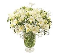Sendabunch Fresh White Freesia Bouquet | 35 Heaven Scented Stems with Gypsophila | Hand-Picked Channel Island Flowers for Gifting & Occasions