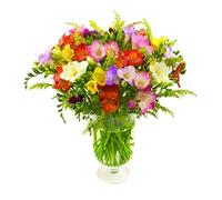 Sendabunch Mixed Freesia Bouquet - 30 Fresh Scented Stems, Hand-Picked Channel Island Flowers - 8-Day Freshness Guarantee - Ideal for Birthdays & Anniversaries