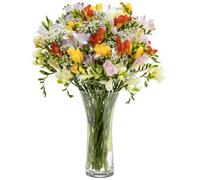 Sendabunch Mixed Freesia Bouquet - 40 Sweetly Scented Stems with Gypsophila - Fresh Flowers for Birthdays & Anniversaries - 8-Day Guarantee, Assorted Colors