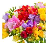Sendabunch Mixed Guernsey Freesias Bouquet - 25 Hand-Picked Channel Island Stems - 8-Day Freshness Guarantee & Flower Care eBook - Vibrant Mixed Colors