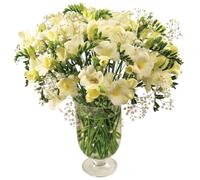 Sendabunch White Freesia Bouquet - 30 Fresh Scented Stems with Gypsophila - Hand-Picked Channel Island Flowers for Birthdays & Anniversaries