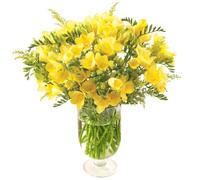 Sendabunch Yellow Freesia Bouquet - 30 Fresh Scented Stems with Solidago - Hand-Picked Channel Island Flowers for Birthdays & Anniversaries