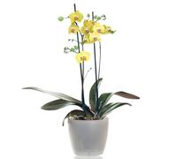 Sendabunch Yellow Phalaenopsis Orchid, Twin Spiked Live Moth Orchid | Hand-Selected by Florists in Guernsey with Chocolates