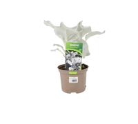 Senecio Angel Wings 2L - Hardy, Eco-Friendly Foliage Plant with Silvery Leaves - No Container