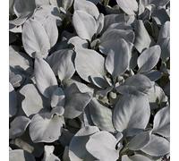 Senecio 'Angel Wings' Evergreen Shrub 1.5L/2L/5L, 1L