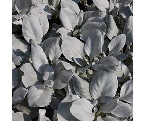 Senecio 'Angel Wings' Evergreen Shrub 1.5L/2L/5L, 5L