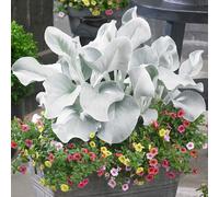 Senecio Angel Wings - Shining White Ragwort | Hardy Potted Outdoor Garden Plant