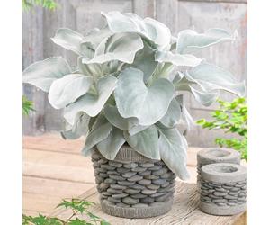 Senecio candidans Angel Wings | Evergreen Garden Ready Plant (10-20cm Incl Pot)