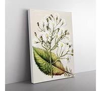 Senecio Hectori Flowers By Sarah Featon Vintage Canvas Wall Art Print Ready to Hang, Framed Picture for Living Room Bedroom Home Office Décor, 60x40 cm (24x16 Inch)