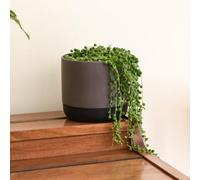 Senecio String Of Pearls 9Cm Plants X2 Incredifeed By Thompson & Morgan