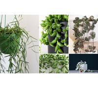 Thompson & Morgan String Of Hearts Varigated Houseplant - 8Cm Pot X 1