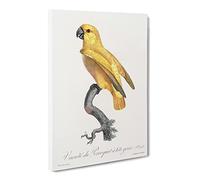 Senegal Parrot By F. Levaillant Vintage Canvas Wall Art Print Ready to Hang, Framed Picture for Living Room Bedroom Home Office Décor, 20x14 Inch (50x35 cm)