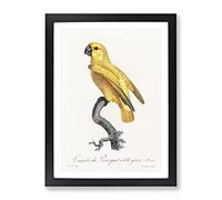 Senegal Parrot By F. Levaillant Vintage Framed Wall Art Print, Ready to Hang Picture for Living Room Bedroom Home Office Décor, Black A3 (34 x 46 cm)