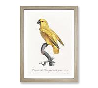 Senegal Parrot By F. Levaillant Vintage Framed Wall Art Print, Ready to Hang Picture for Living Room Bedroom Home Office Décor, Oak A3 (34 x 46 cm)