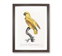 Senegal Parrot By F. Levaillant Vintage Framed Wall Art Print, Ready to Hang Picture for Living Room Bedroom Home Office Décor, Walnut A4 (34 x 25 cm)