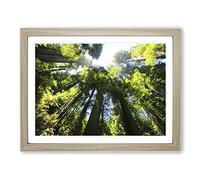 Sequoia Redwood Tree Forest Modern Framed Wall Art Print, Ready to Hang Picture for Living Room Bedroom Home Office Décor, Oak A2 (64 x 46 cm)