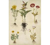 SERENDIPITP Abstract Painting Mural Print Picture Wall Decor Painting Adonis Vernalis by Hans Simon Holtzbecker Vintage Wall Artwork for Home Decor 60x90cm