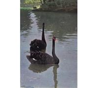 SERENDIPITP Abstract Painting Mural Print Picture Wall Decor Painting Black Animal by After Wilhelm Kuhnert Vintage Wall Artwork for Home Decor 60x90cm