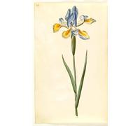 SERENDIPITP Abstract Painting Mural Print Picture Wall Decor Painting Iris Xiphium by Hans Simon Holtzbecker Vintage Wall Artwork for Home Decor 60x90cm