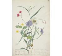 SERENDIPITP Abstract Painting Mural Print Picture Wall Decor Painting Lathyrus Nissolia Leucanthemum Linum Perenne Lysimackia Nemorum by Georg Dionysius Ehret for Home Decor 60x90cm