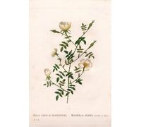 SERENDIPITP Abstract Painting Mural Print Picture Wall Decor Painting Myrtle-leaved hedge rose Rosa aggrestis variety Rose des Hayes with Myrtle leaves by Pierre Redoute for Home Decor 60x90cm