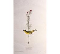 SERENDIPITP Abstract Painting Mural Print Picture Wall Decor Painting Selbys Fly Catcher From the Birds of America by John Jamess Audubon Vintage Wall Artwork for Home Decor 60x90cm