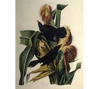 SERENDIPITP Abstract Painting Mural Print Picture Wall Decor Painting the Common Grackle From the Birds of America by John Jame Audubon Vintage Wall Artwork for Home Decor 60x90cm