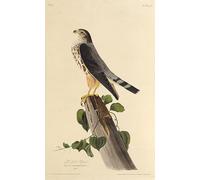 SERENDIPITP Abstract Painting Mural Print Picture Wall Decor Painting the Merlin From the Birds of America by John Jame Audubon Vintage Wall Artwork for Home Decor 60x90cm