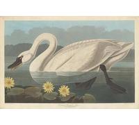 SERENDIPITP Aesthetic Poster Photo Wall Print Retro Picture Common American Swan by John Jamess Audubon Modern Wall Artwork for Home Decor 60x90cm