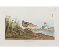 SERENDIPITP Aesthetic Poster Photo Wall Print Retro Picture Illustration From birds of America by John Jamess Audubon Modern Wall Artwork for Home Decor 60x90cm
