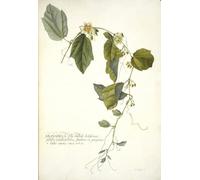 SERENDIPITP Aesthetic Poster Photo Wall Print Retro Picture Passiflora Holosericea by Georg Dionysius Ehret Modern Wall Artwork for Home Decor 60x90cm