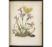 SERENDIPITP Aesthetic Poster Photo Wall Print Retro Picture the Caterpillar's Wonderful Transformation and Strange Flower Food by Maria Si Modern Wall Artwork for Home Decor 60x90cm