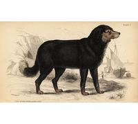 SERENDIPITP Aesthetic Poster Photo Wall Print Retro Picture the Newfoundland Dog by William Home Lizars Modern Wall Artwork for Home Decor 60x90cm