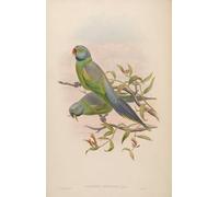 SERENDIPITP Retro Picture Poster Wall Art Pictures Painting Animal Bird Palaeornis Calthropae Psittacula Calthropae by John Gould Wall Art Canvas Print for Wall Decor 60x90cm