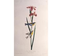 SERENDIPITP Retro Picture Poster Wall Art Pictures Painting Blue Yellow Backed Warbler From the Birds of America by John Jame Audubon Wall Art Canvas Print for Wall Decor 60x90cm