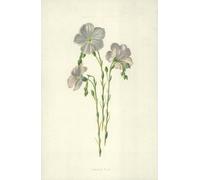 SERENDIPITP Retro Picture Poster Wall Art Pictures Painting Common Flax by Frederick Edward Hulme Wall Art Canvas Print for Wall Decor 60x90cm