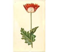 SERENDIPITP Retro Picture Poster Wall Art Pictures Painting Papaver Somniferum by Hans Simon Holtzbecker Wall Art Canvas Print for Wall Decor 60x90cm
