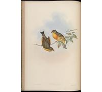 SERENDIPITP Vintage Wall Art Canvas Nordic Poster Canvas Print Picture Animal Bird Leiothrix Lutea by John Gould Wall Art Poster for Home Decor 60x90cm