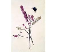 SERENDIPITP Vintage Wall Art Canvas Nordic Poster Canvas Print Picture Daphne Mezereum with Butterflies by Georg Dionysius Ehret Wall Art Poster for Home Decor 60x90cm
