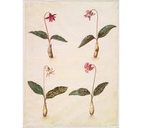 SERENDIPITP Vintage Wall Art Canvas Nordic Poster Canvas Print Picture Erythronium Dens Canis by Hans Simon Holtzbecker Wall Art Poster for Home Decor 60x90cm
