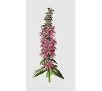 SERENDIPITP Vintage Wall Art Canvas Nordic Poster Canvas Print Picture Purple Loose Strife by Frederick Edward Hulme Wall Art Poster for Home Decor 60x90cm