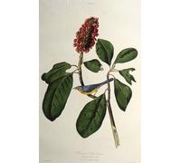 SERENDIPITP Vintage Wall Art Canvas Nordic Poster Canvas Print Picture the Canada Warbler From the Birds of America by John Jame Audubon Wall Art Poster for Home Decor 60x90cm